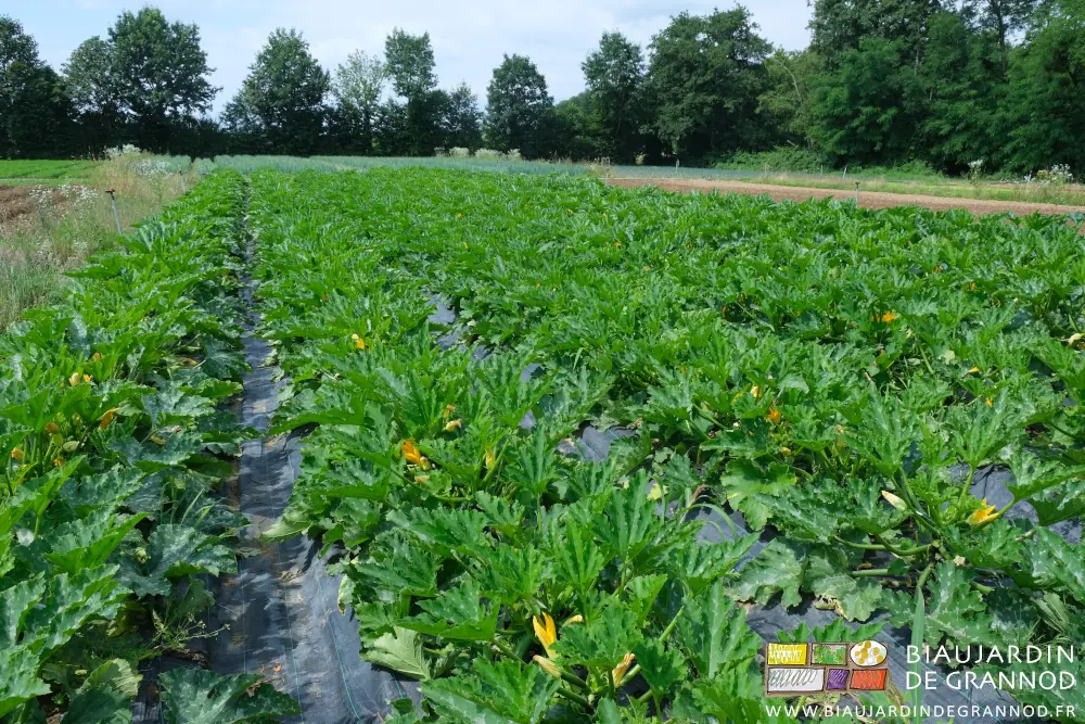 Photo d’un carré de courgettes fleuries en cours de récolte