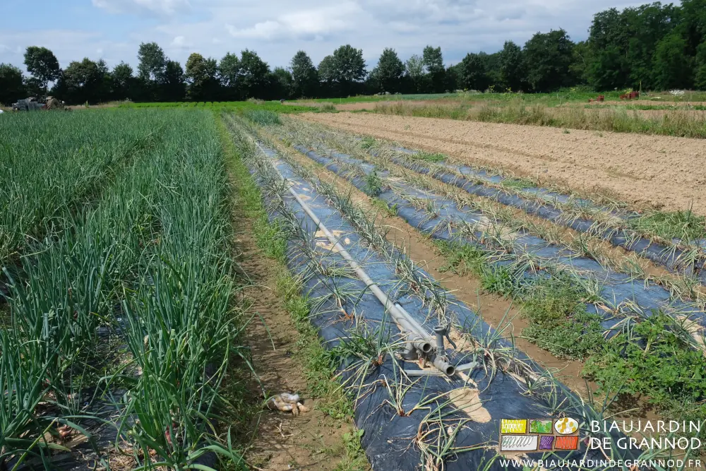 Photo des tiges d’échalote qui fanent et se couchent sur la planche