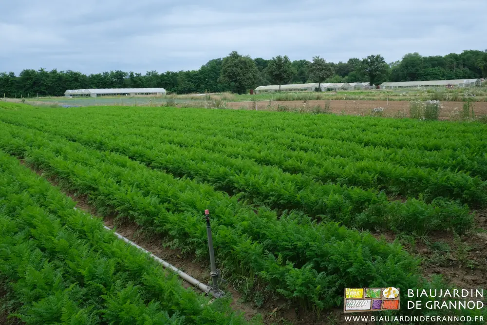 Photo d’ensemble du carré de carottes les plus développées