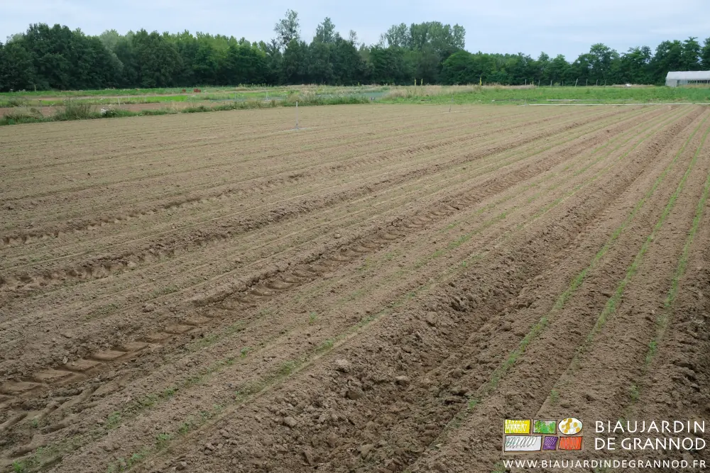 Photo d’ensemble d’un carré de 16 planches de carottes très petites et bien binées