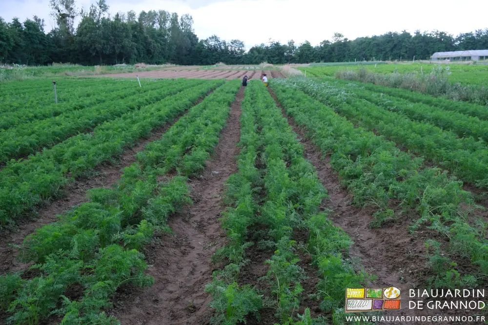 Photo de Morgane et Célestin accroupis au désherbage manuel dans le deuxième semis de carotte