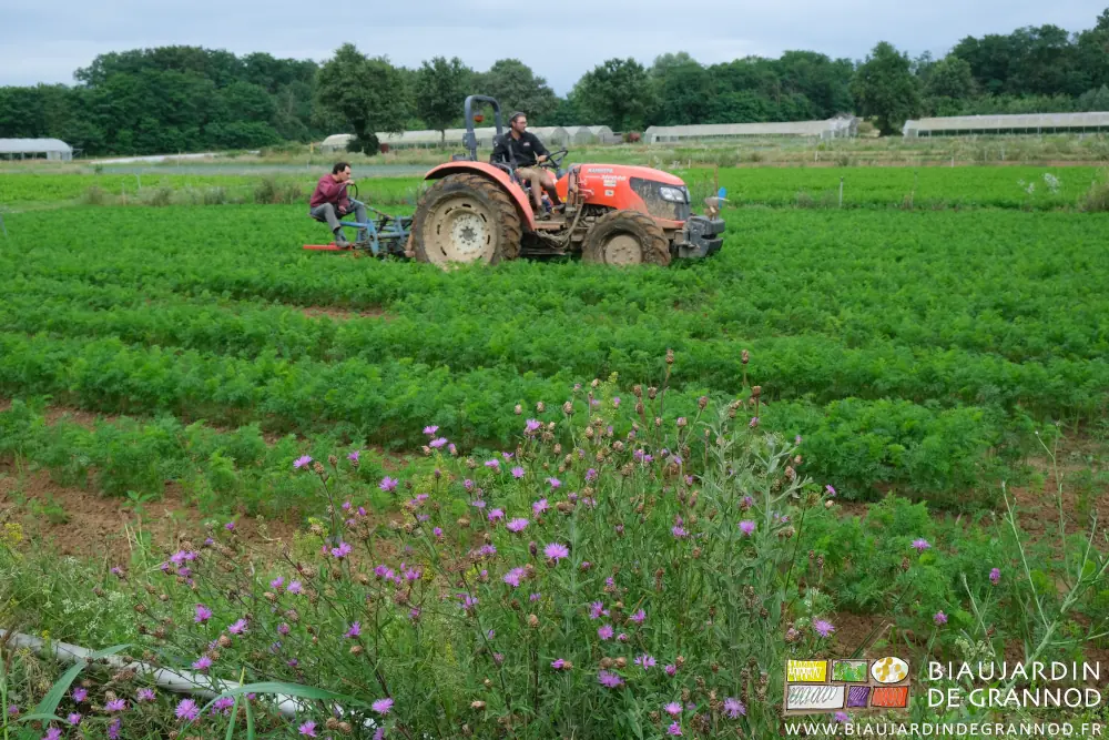Photo du binage par Vivien à la bineuse et Matthieu au tracteur, les deux en pantalon et pull
