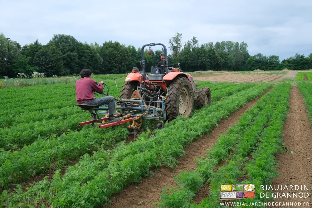 Vue arrière de Vivien penché pour guider avec précision la bineuse entre les rangs de carotte