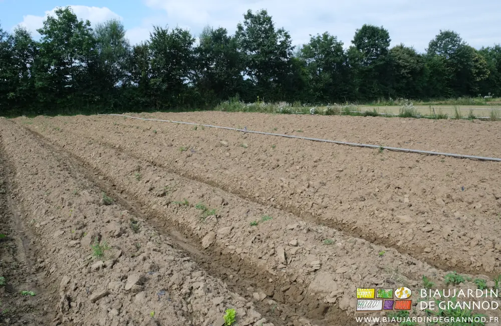 Photo d’un carré de salade les restes de culture incorporés par le buttage
