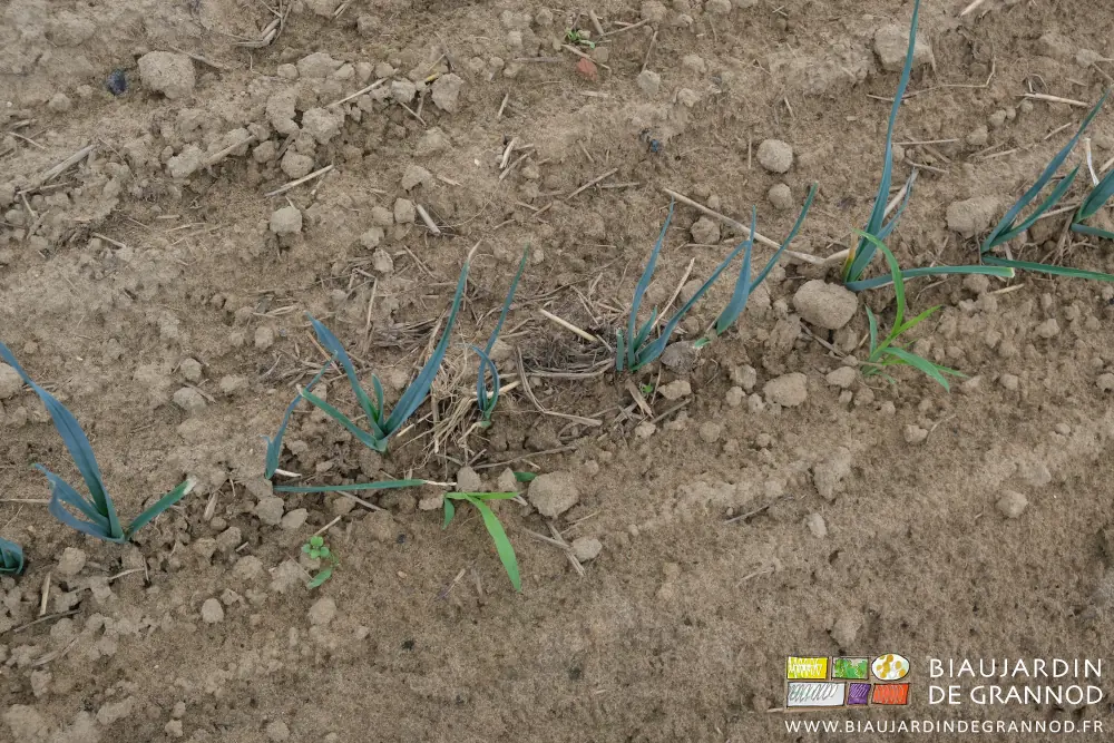 Photo proche de petite plantule à côté de panic déjà développé sur le rang de poireau