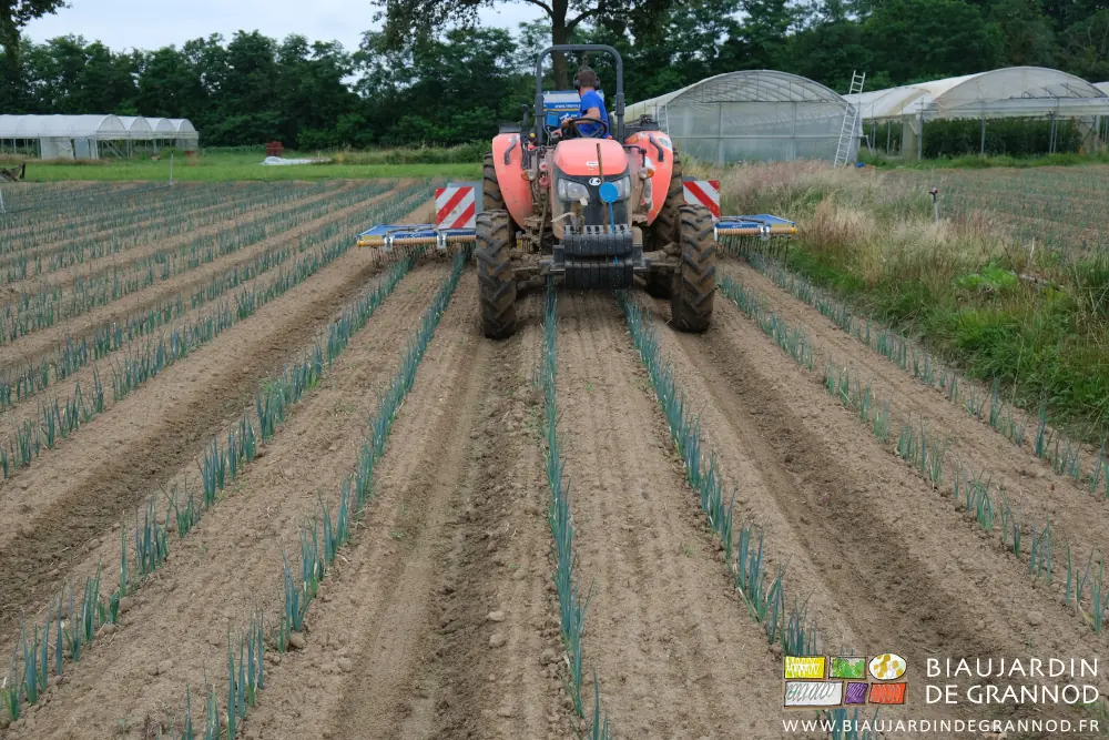 Photo du tracteur entamant le hersage de 3 planches de poireau avec l’étrille
