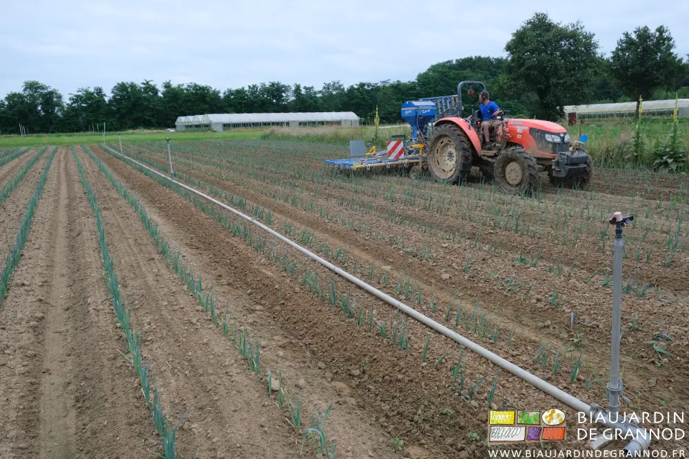 Photo de la suite du hersage la rampe déplacée dans la dernière planche étrillée