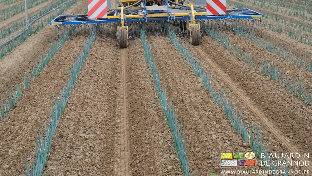 Photo proche de la surface des planches de poireau en cours de hersage fin par l’étrille