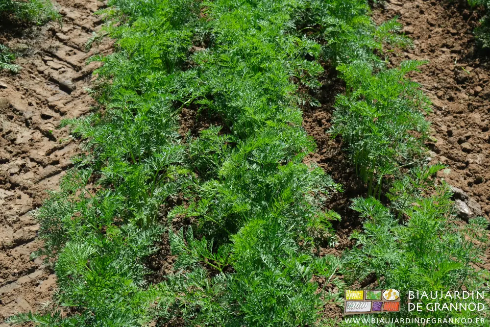 Vue proche du léger buttage des rangs de carotte après binage de l’entre rangs