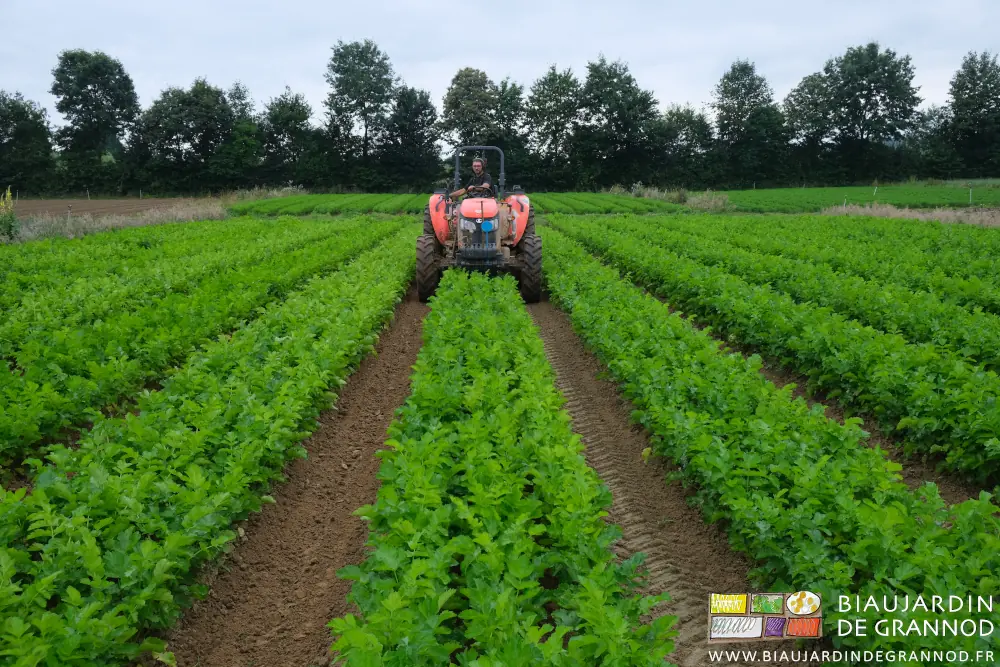 Photo d’ensemble du tracteur avançant dans les planches de panais