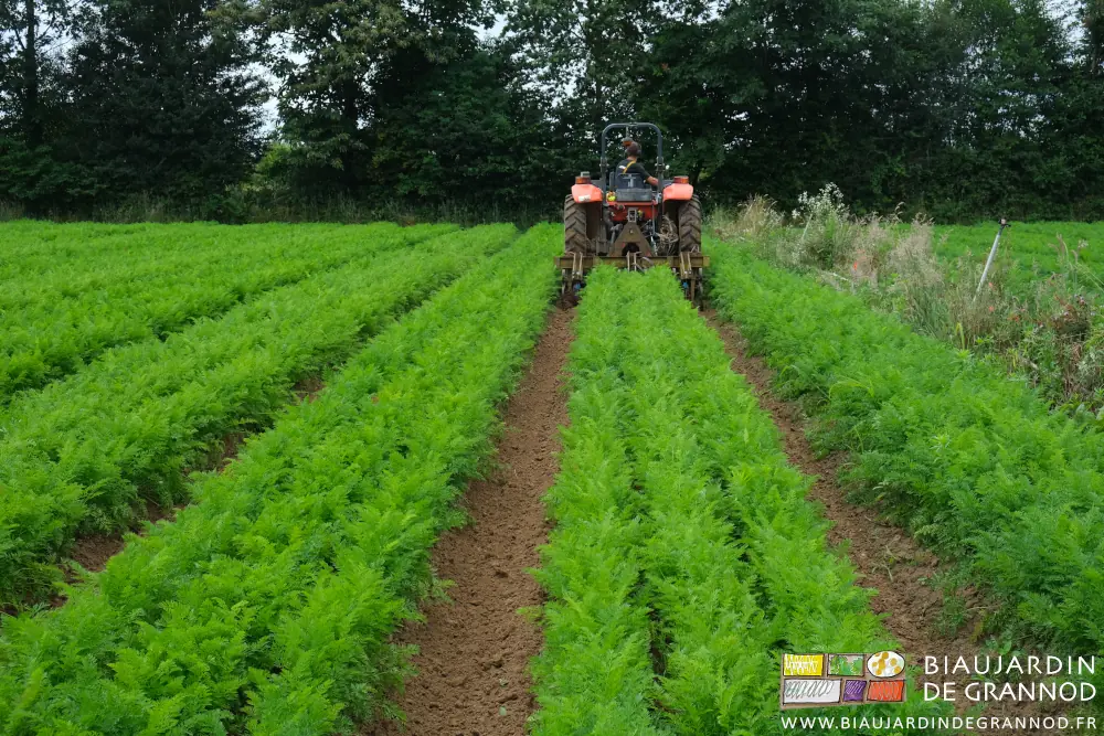 Photo de l’outil de binage tiré par le tracteur au dessus d’une planche de carottes