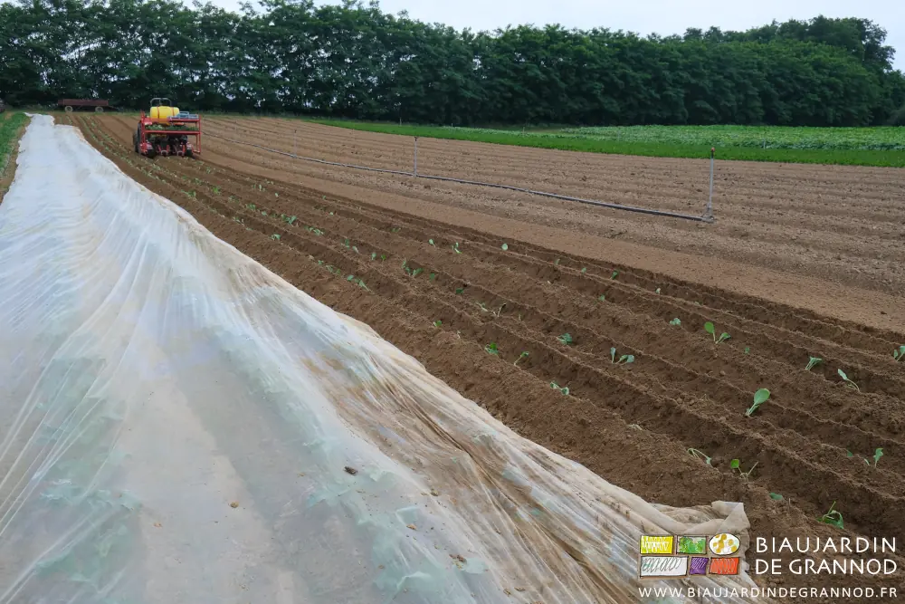 Photo de repiquage en cours à côté de planches de choux protégés par un filet anti-insectes