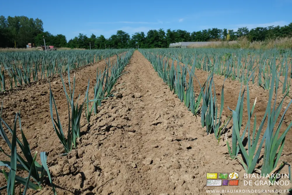 Photo perspective des planche sans adventices d’un des carrés de poireau