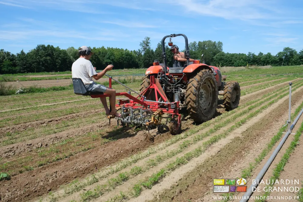 photo de Matthieu et Vivien sur tracteur et bineuse dans les jeunes carottes