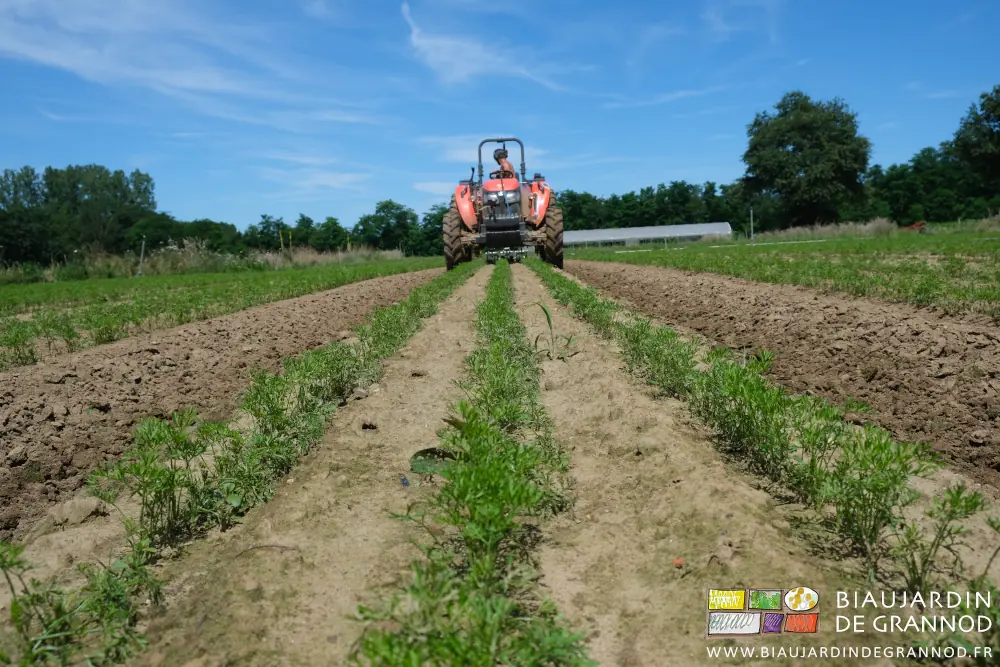 Photo en perspective de carottes avec adventice déjà grande devant le tracteur en train de biner