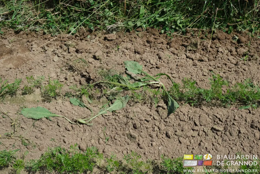 Photo de petit rumex coupé au binage et qui sèche entre les rangs de carotte