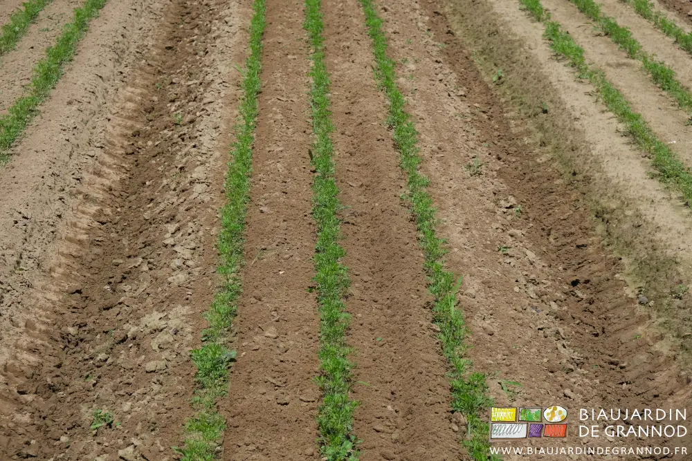 Photo proche de la terre finement remuée par la bineuse de précision
