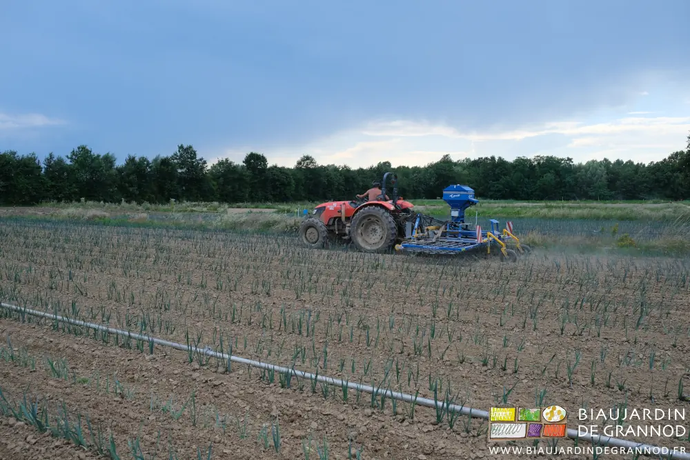 photo de l'étrillage d’un carré de poireau sous un ciel bien menaçant