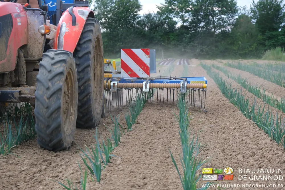 photo en alignement des dents de l'étrille au travail sur toute la surface de la planche