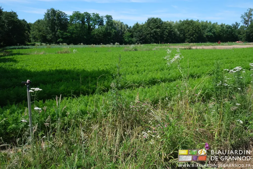 Photo d’ensemble de 2 carrés de carotte entre bande fleurie et grande haie bocagère variée