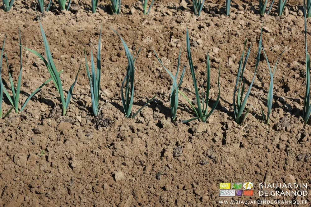 photo proche de la terre de surface travaillée entre et aussi sur les rangs de poireau