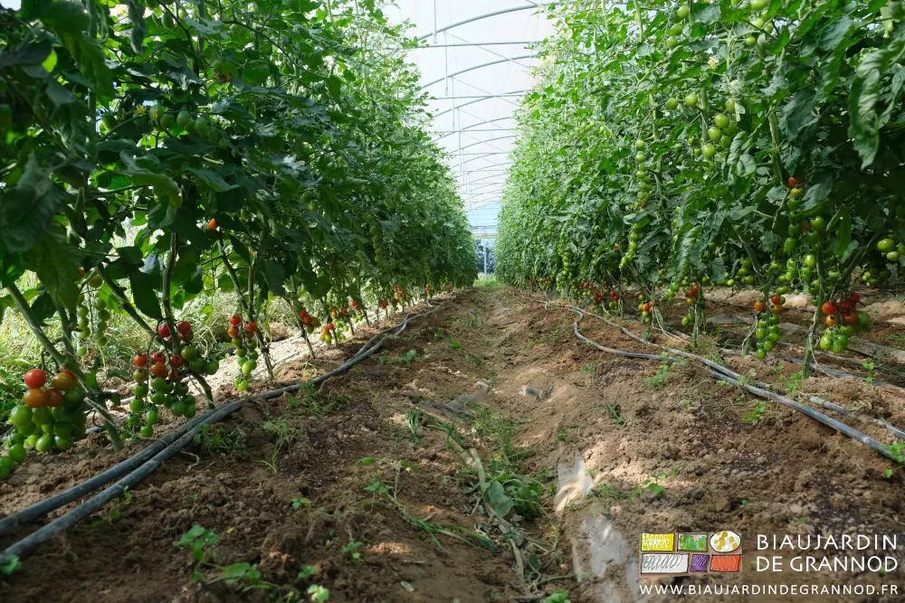Photo sous tunnel de rangs de tomates dont le bas a été effeuillé