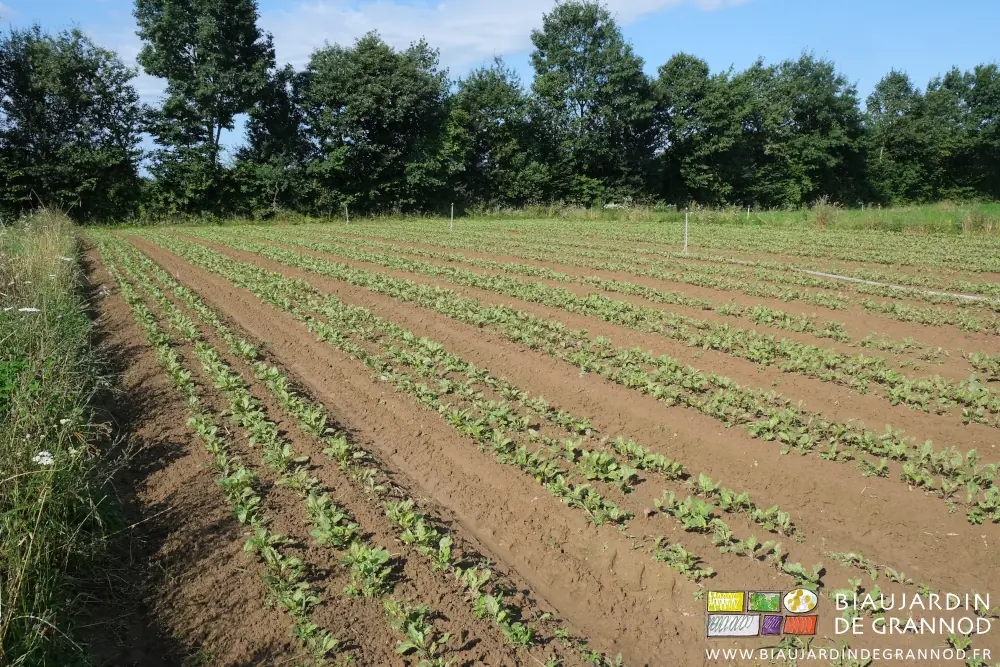 Photo du carré de jeunes betteraves avec les herbes adventices en début de développement