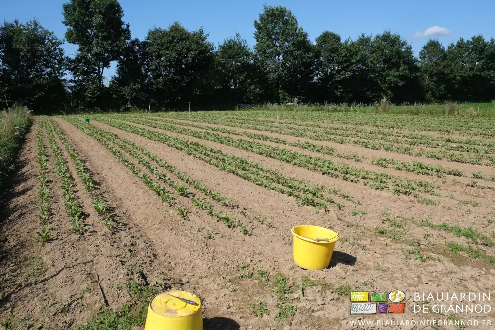 Photo des premières planches désherbées à la main, seaux et couteaux au premier plant