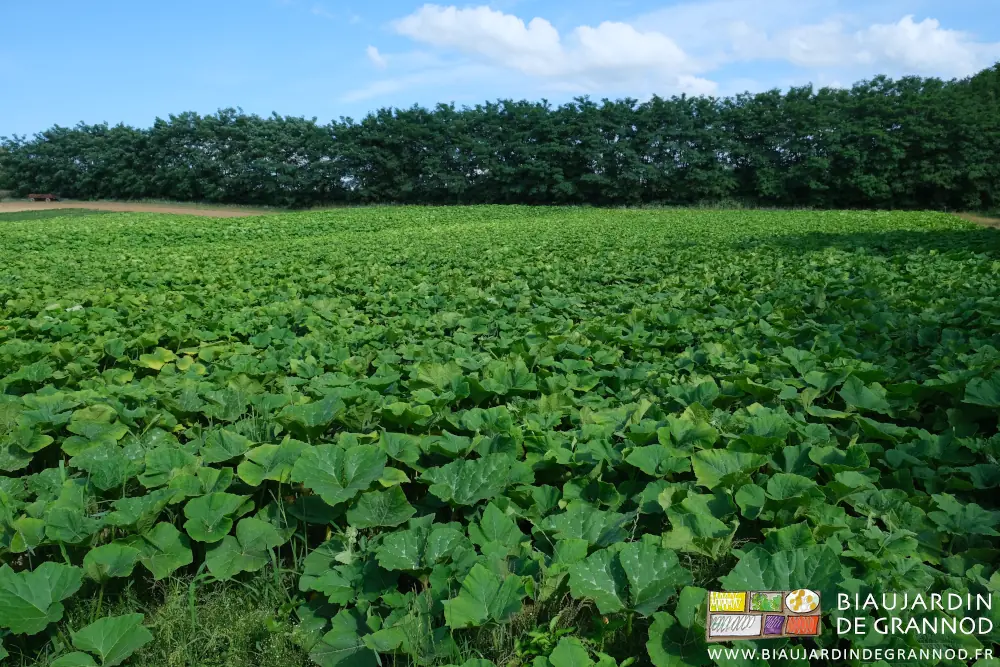 photo d'ensemble des carrés de courge bordés d'acacia
