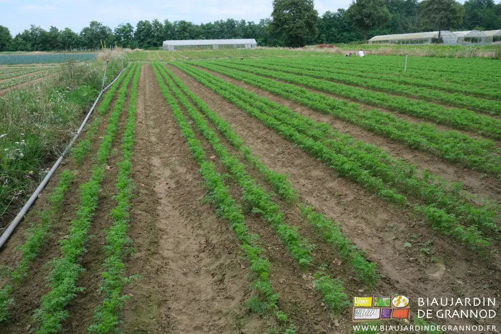 Photo du désherbage manuel d’un carré de jeunes carottes