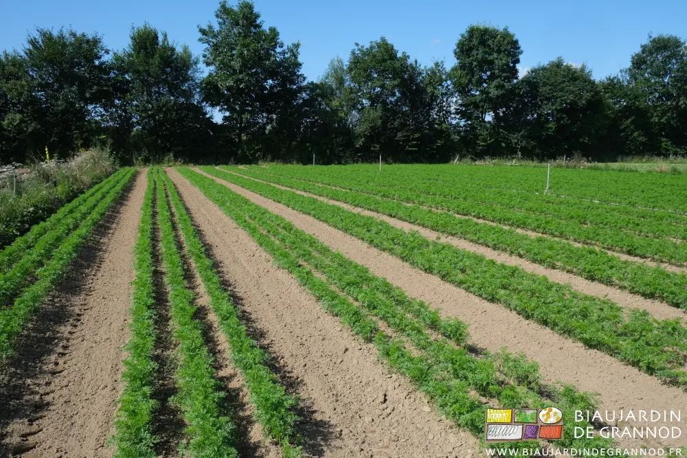 photo d'ensemble du troisième semis de carottes juste biné