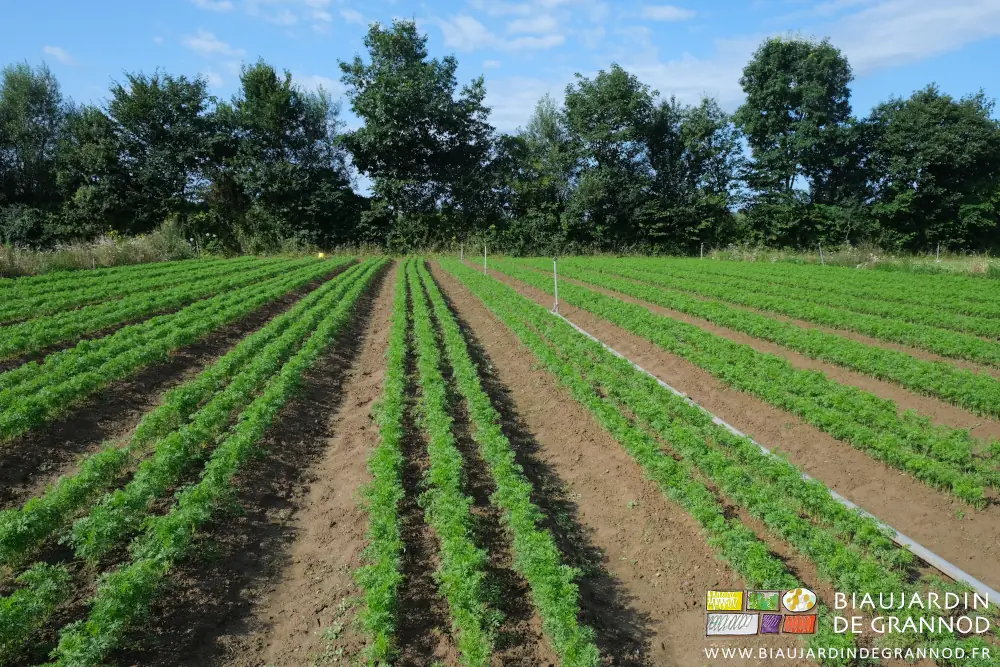 photo d'ensemble du carré de carotte après désherbage manuel