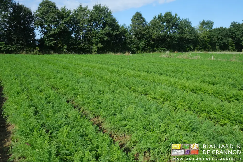 photo d'un carré de carotte déjà bien développé sur fond de haie variée