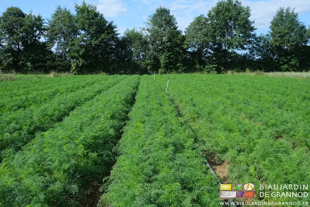 photo d'un carré de carotte sur fond de haie bocagère
