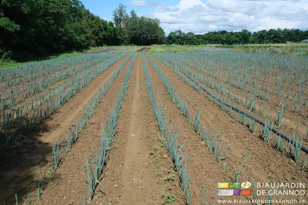 photo d'un carré de poireau après l'orage