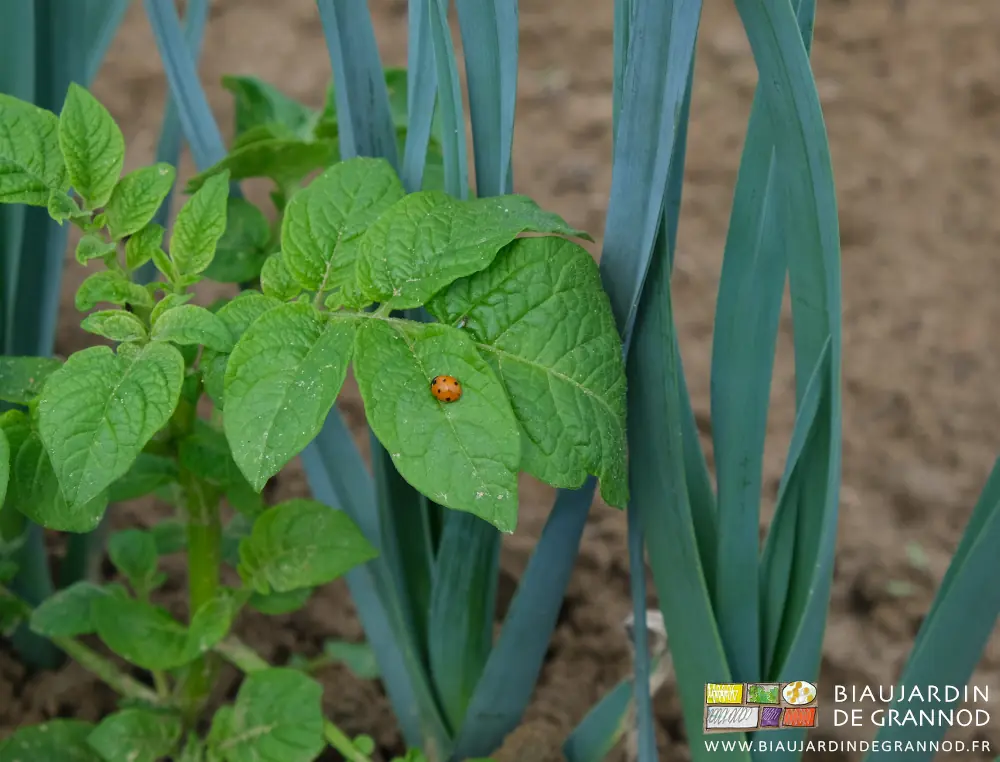 photo proche de coccinelle sur une repousse de pomme de terre sur le rang de poireau