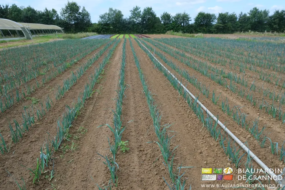 photo d'un des carrés de poireau adventices redréssées après orage