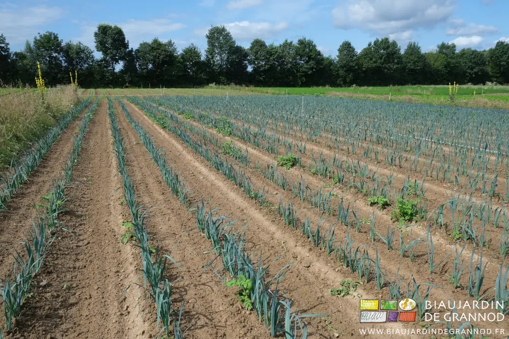 photo de repousse de pomme de terre dans les poireaux