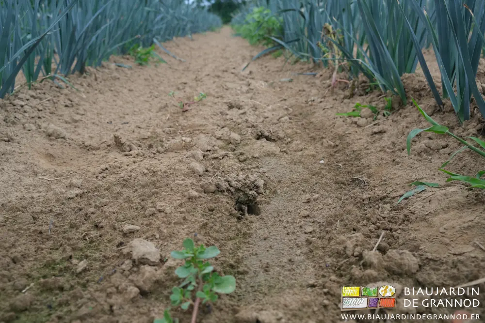 Photo de traces de sabots de chevreuil entre des rangs de poireau fraîchement binés