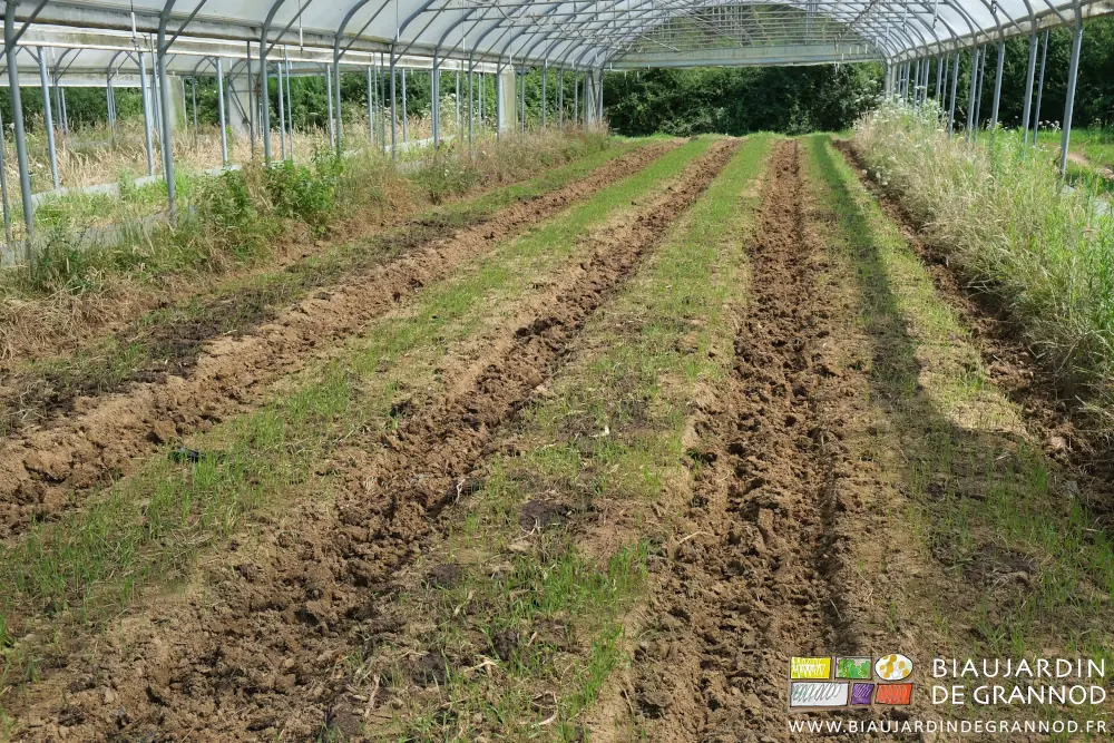 Photo des 4 planches d’un tunnel semées en engrais vert qui pousse mélangé au fumier