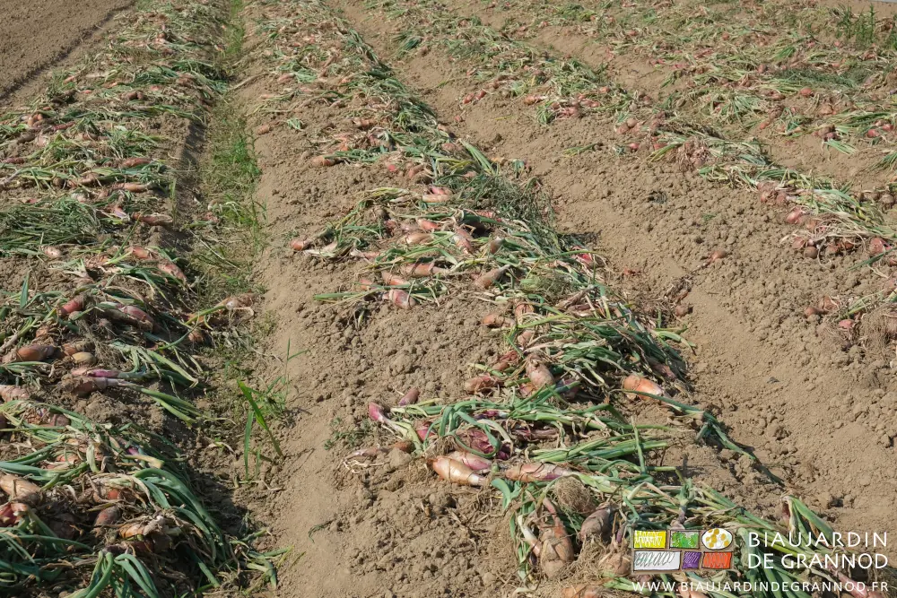 Photo de plusieurs planches d’oignons arrachés laissés au sol et qui ressuient au soleil