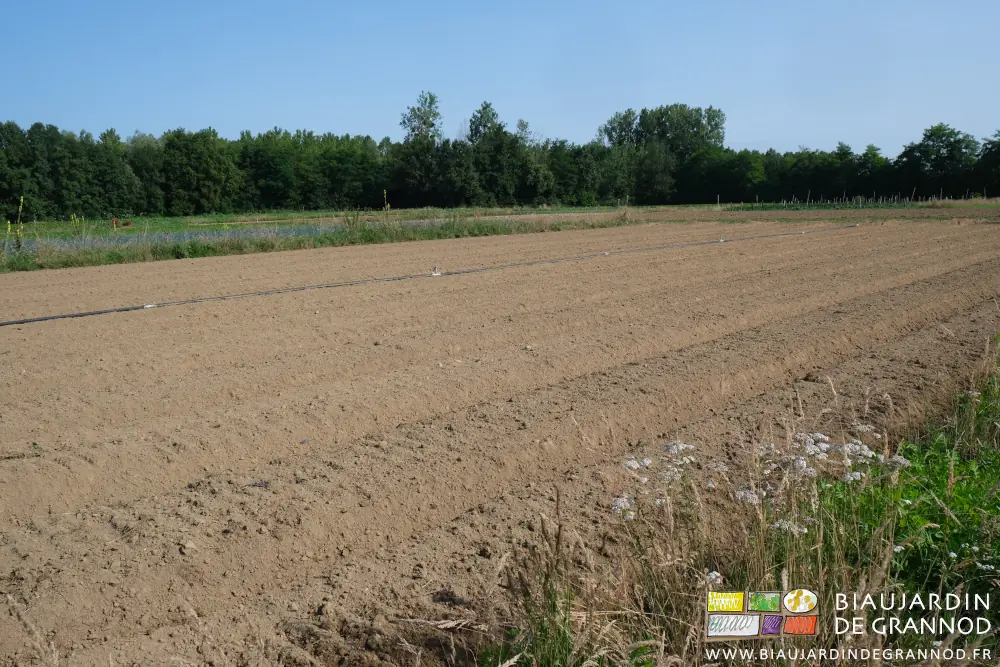 Photo d’un des carrés de pomme de terre repris et prêt à une nouvelle culture