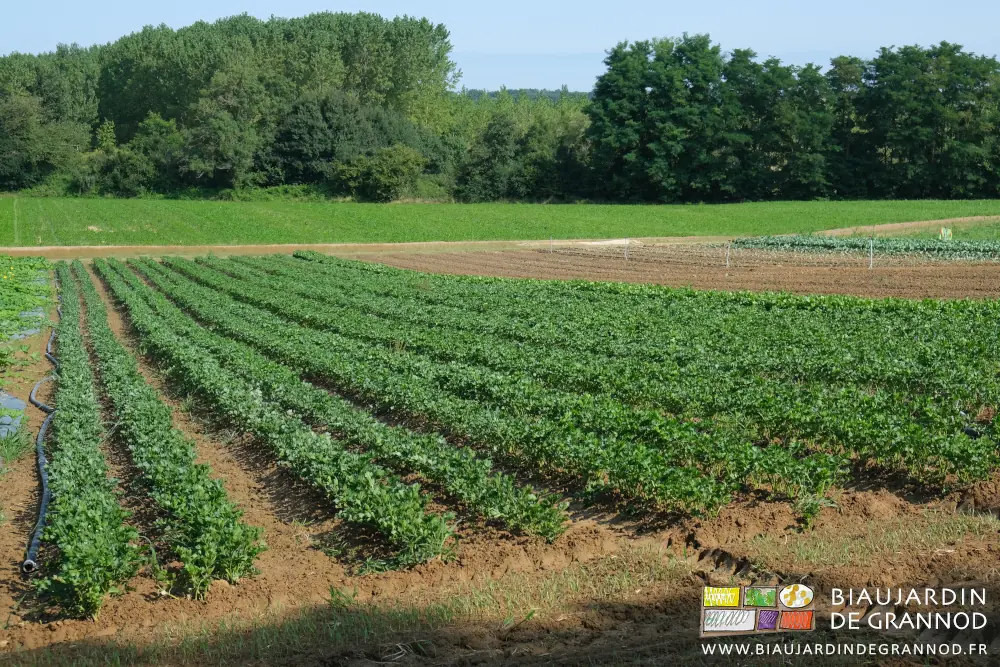 Photo de carrés de céleri dans une parcelle entourée de haies diversifiées de feuillus