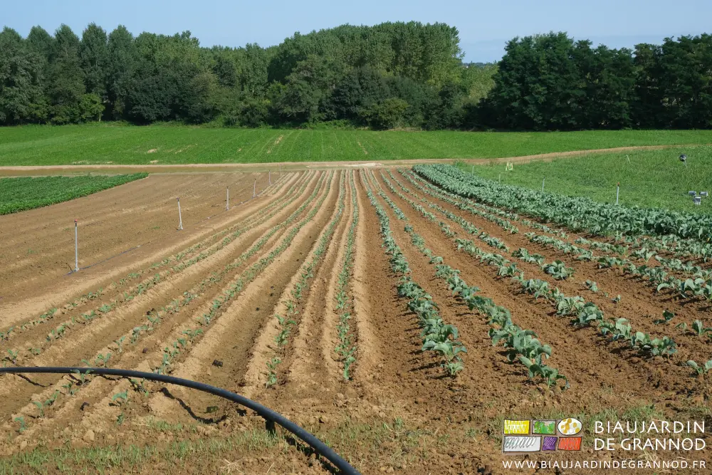 Photo de carrés de chou cabus sur fond de bocage