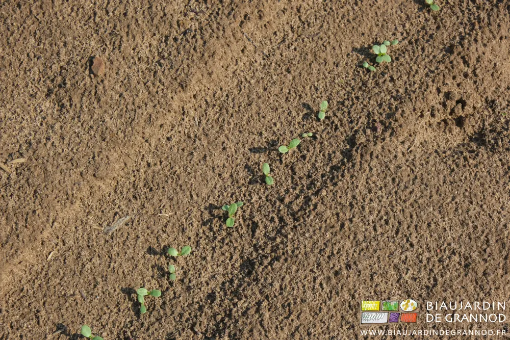 Photo de plantules de chicorée juste levées dans un carré de salade