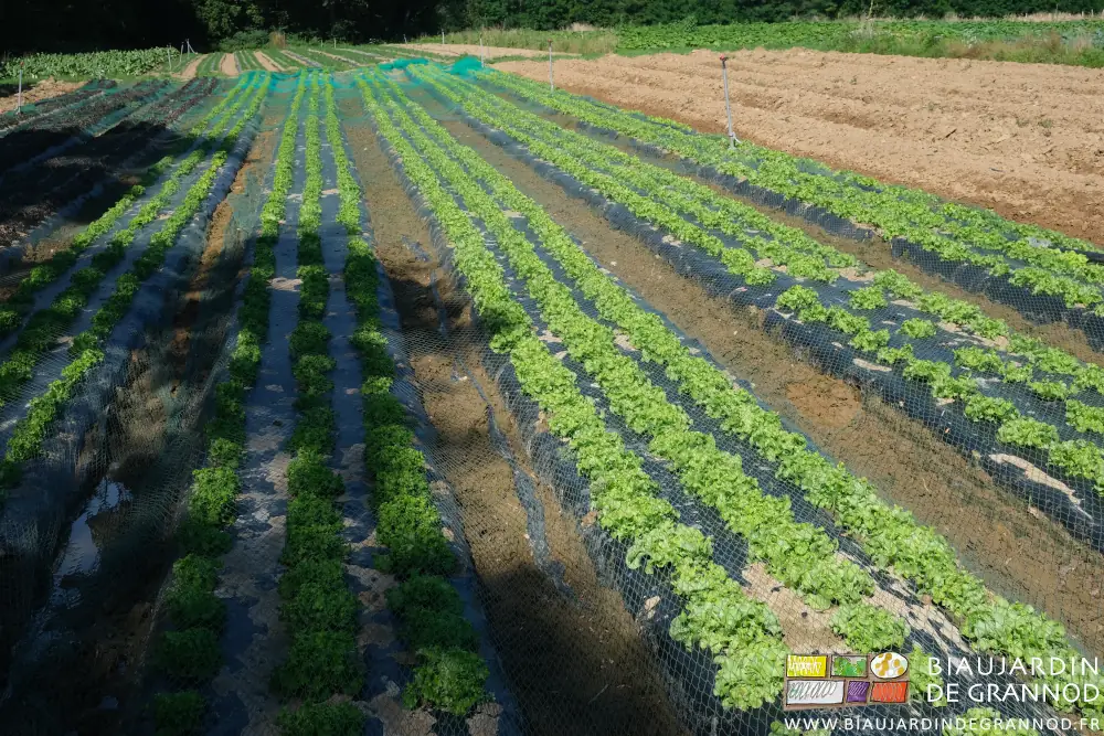 Photo de planches de salades couvertes d’un filet pour dissuader les chevreuils
