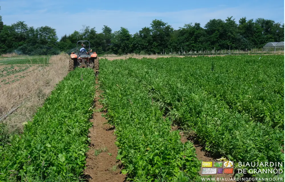 Photo du carré de panais tracteur et barre de binage au travail