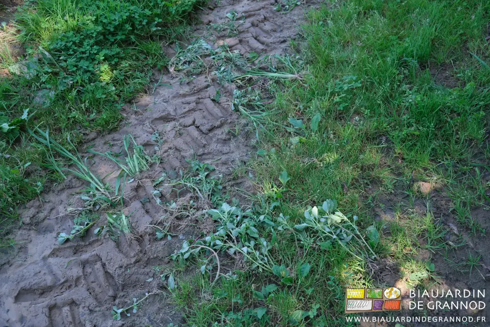 Photo d’herbes arrachées séchant dans une allée de circulation