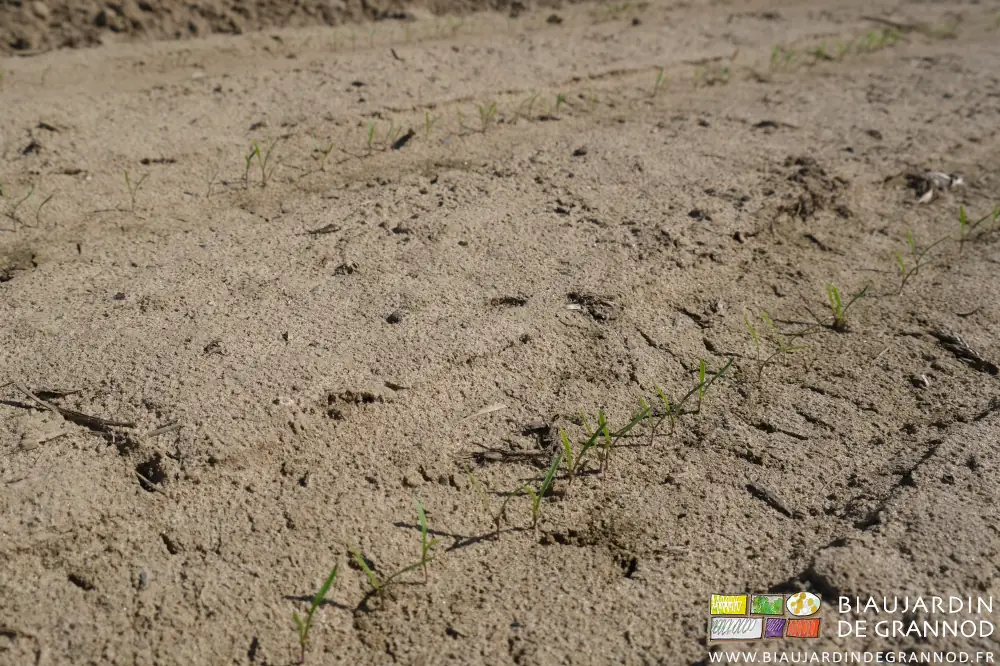 photo proche de plantules de carotte levées