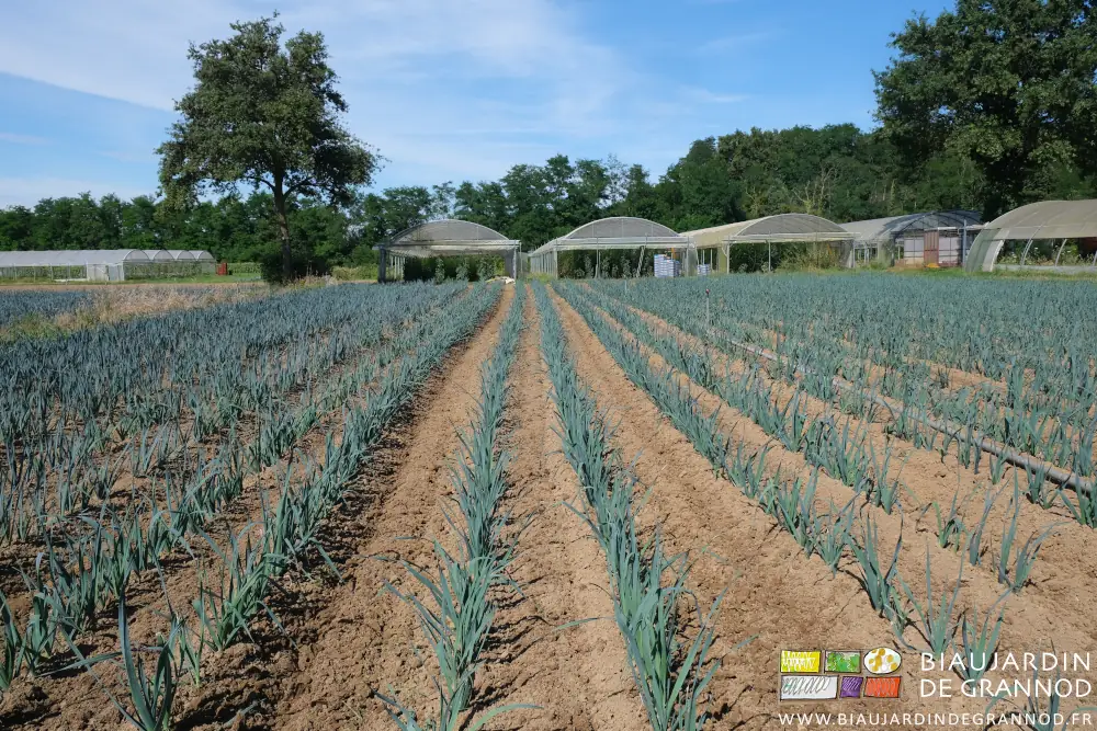 photo d'un carré de poireau indemne d'herbes adventices